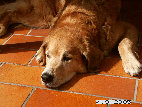 hom015002.jpg